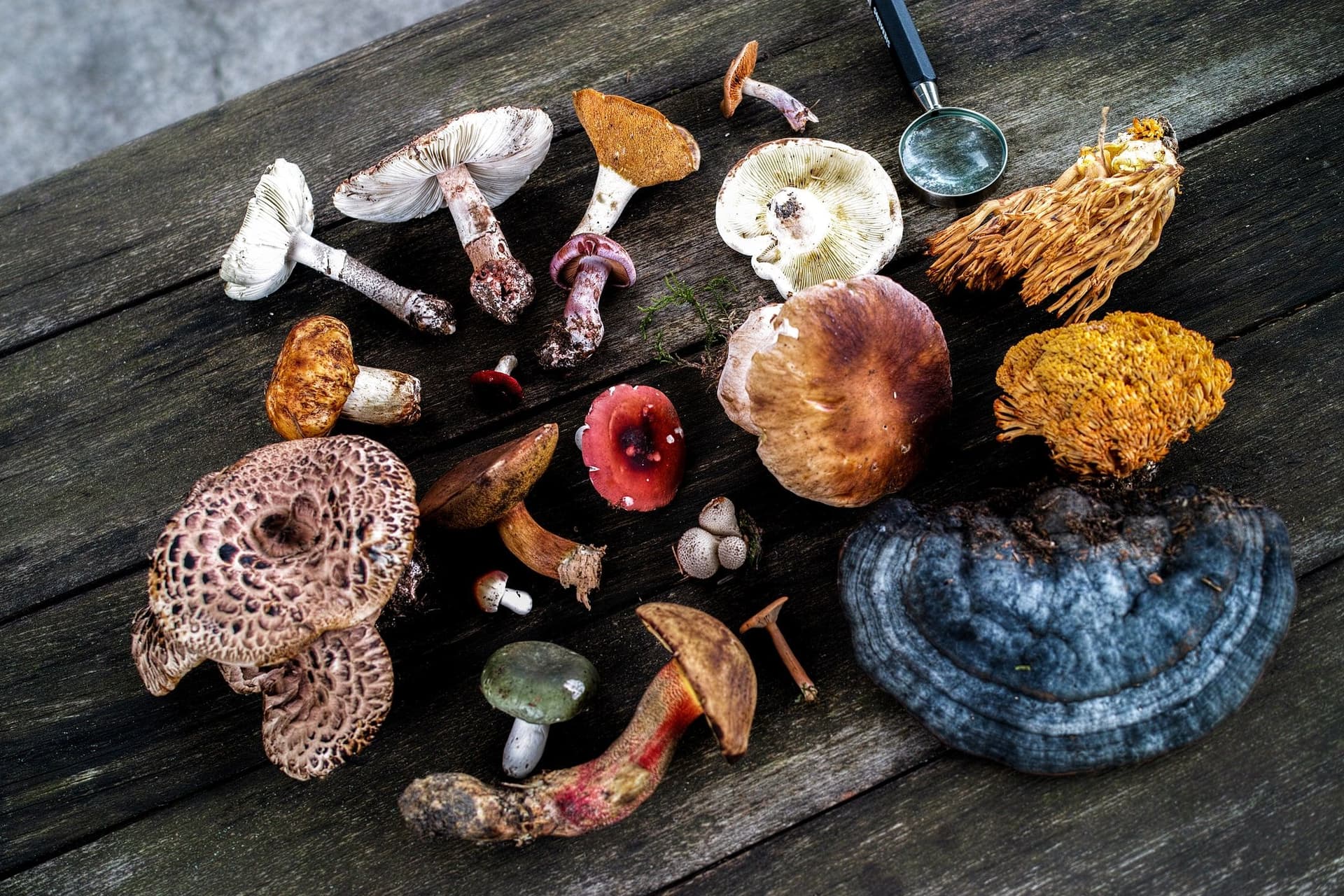 Ultimate Guide to Medicinal Mushrooms: Understanding the Health Benefits of Reishi, Lion’s Mane, and More